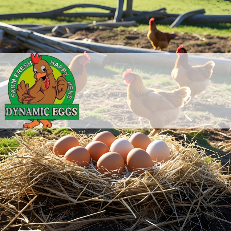 Dynamic Eggs - Yeppoon