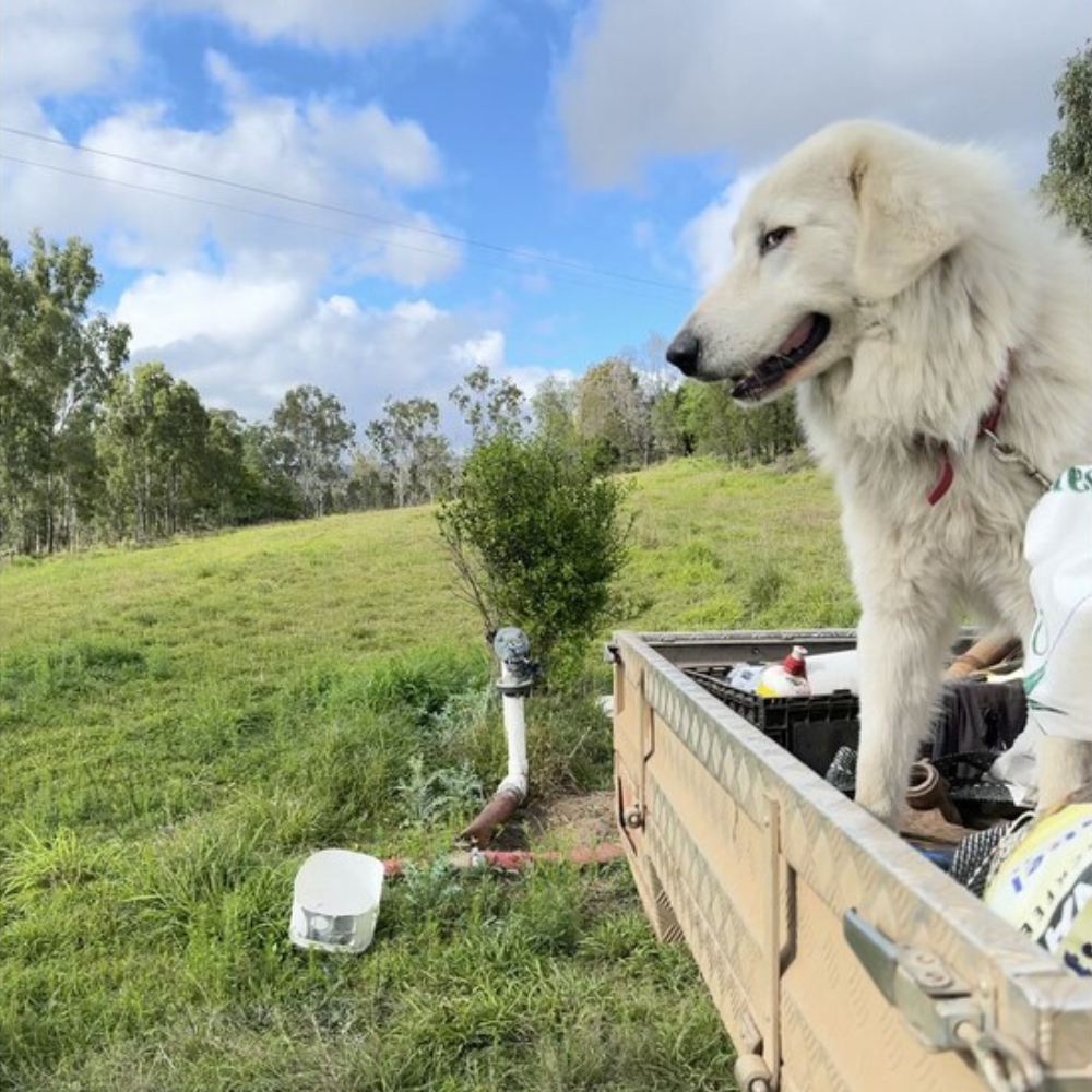 PASTURE VALLEY HENS Eggs Carton 700g