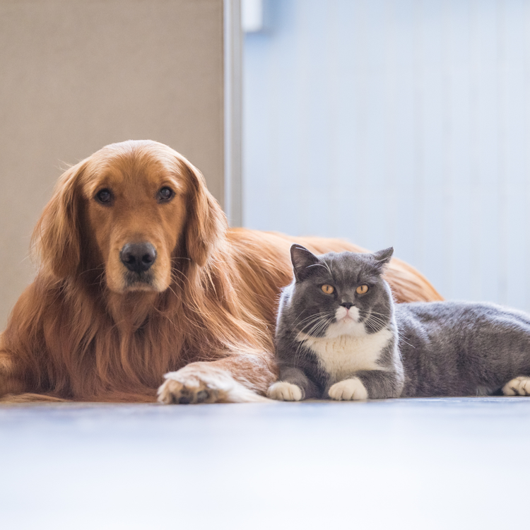 Animal & Pet Wellness