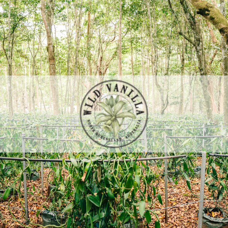 Wild Vanilla