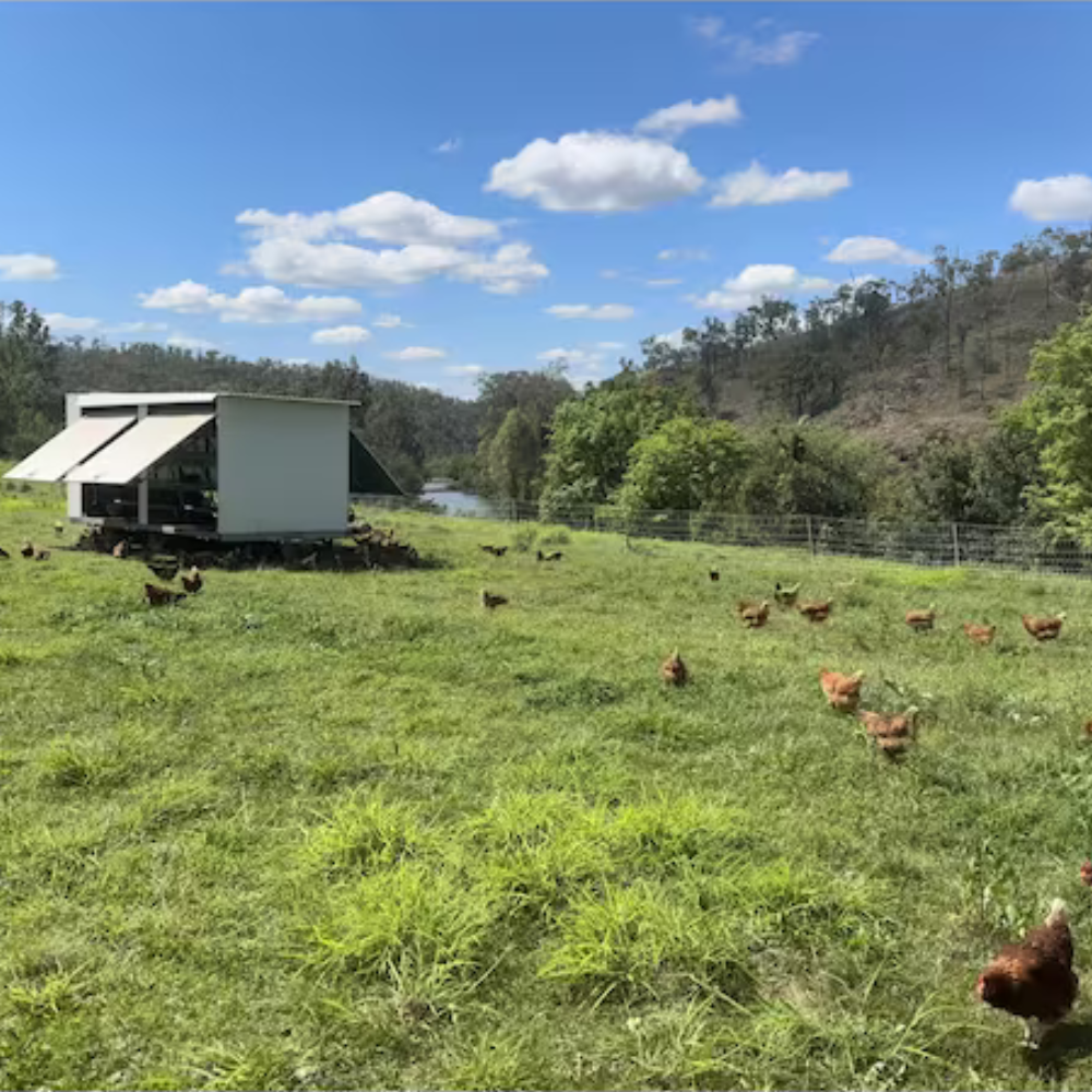 PASTURE VALLEY HENS Eggs Carton 700g